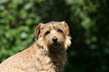 NORFOLK TERRIER 055